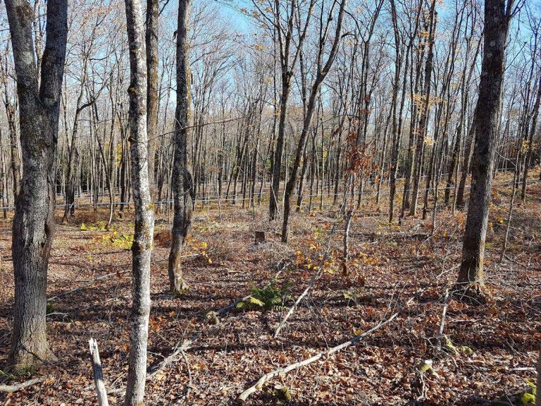 Photo de tubulures, c’est-à-dire des tuyaux pour recueillir la sève, dans une érablière.