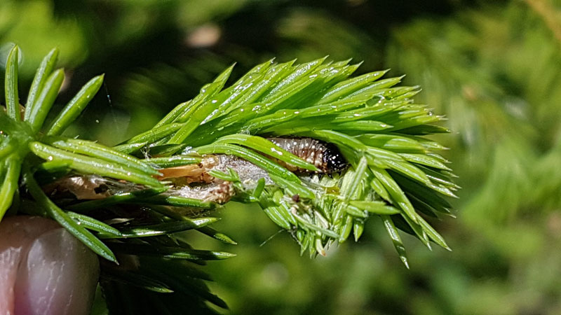 Forest pest detection