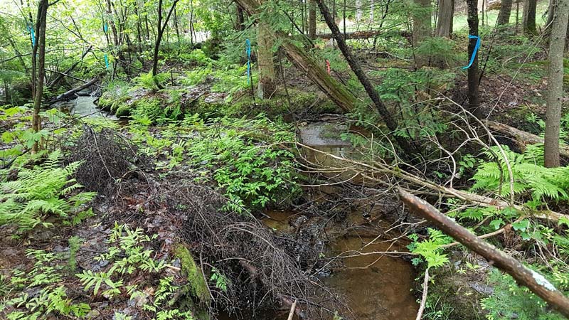 Characterization of wetlands and water bodies