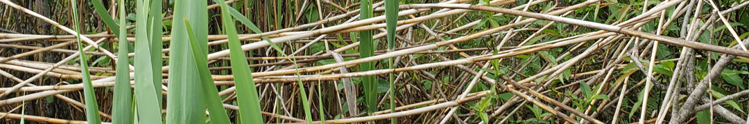 Contrôle des espèces exotiques envahissantes