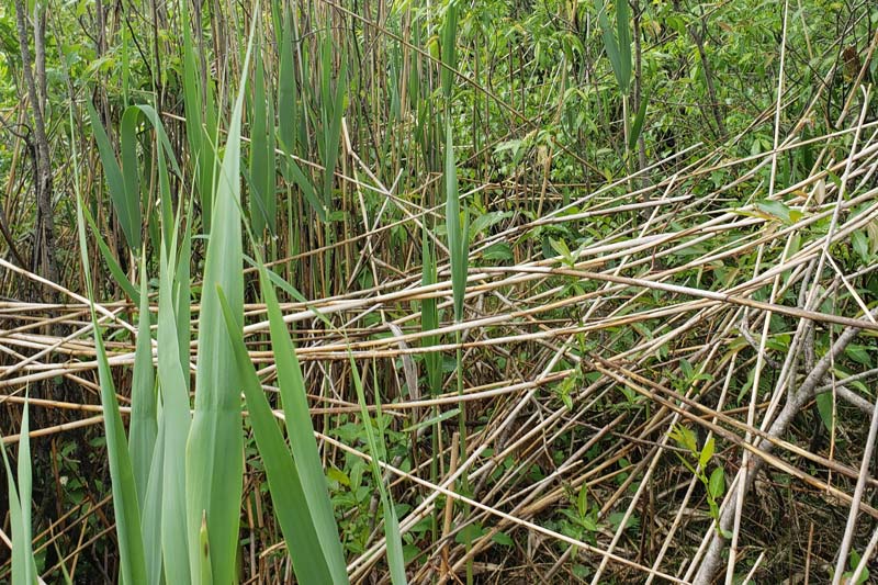 Contrôle des espèces exotiques envahissantes