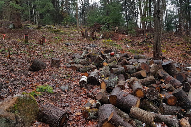 Forest assessment